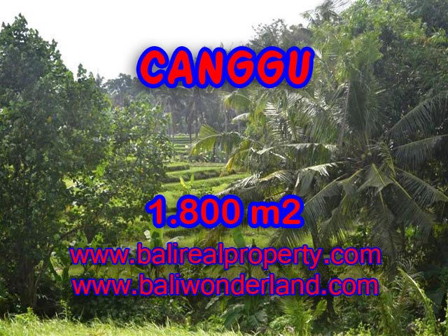 Tanah dijual di Canggu Bali 18 Are di canggu brawa