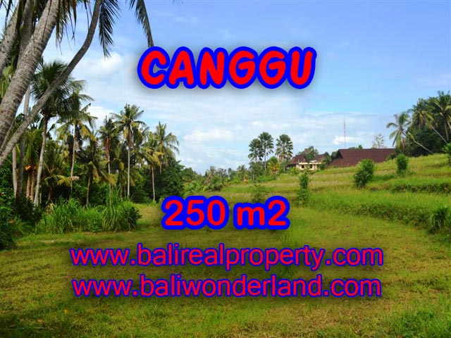 Tanah di Canggu Bali dijual 2,5 are di Canggu Pererenan